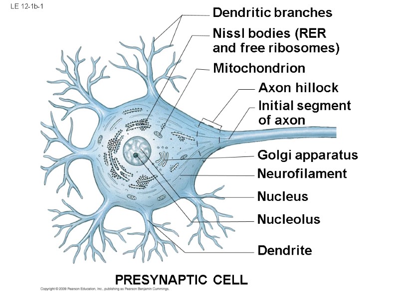 LE 12-1b-1 Dendritic branches Nissl bodies (RER and free ribosomes) Mitochondrion Axon hillock Initial